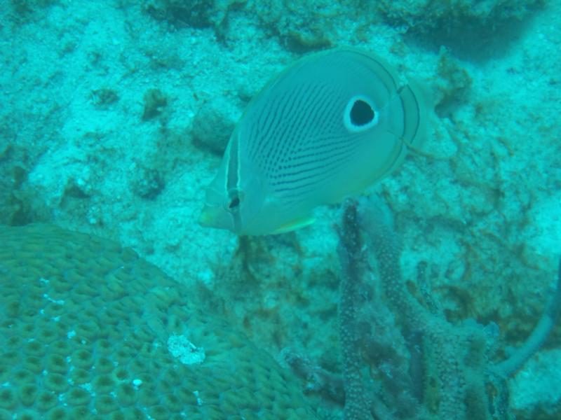 I think this is called a Butterfly Fish
