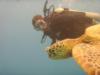 Sea Turtle, oahu, HI