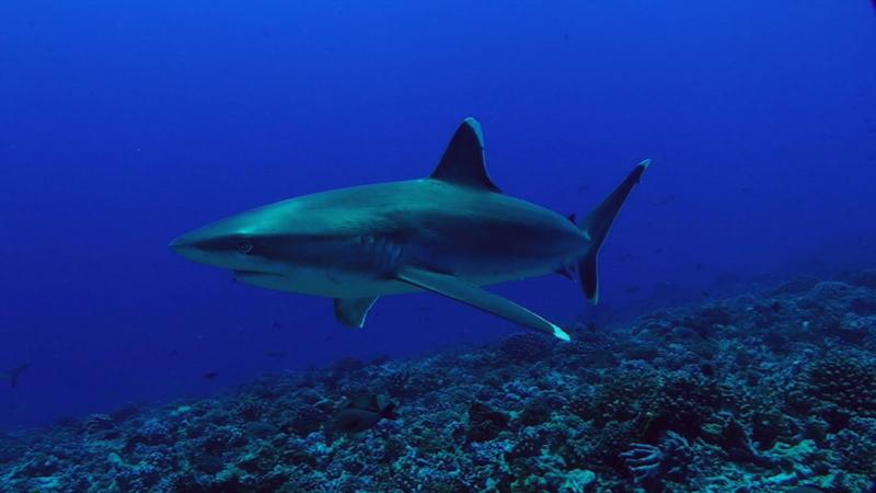 Silver-tip shark, Rangiroa