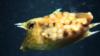 Thorny boxfish