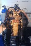 Lobster caught off Jupiter reef