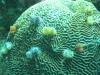christmas tree worms are so cute!
