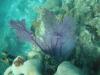 Beautiful fan coral and other colorful corals