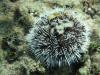 Sea urchin, close up
