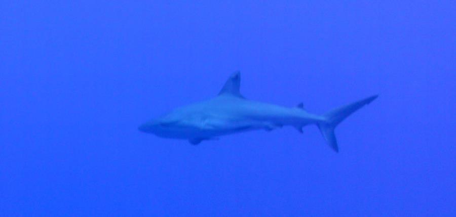 Beautiful shark in a wall Dive in Cayman Brac