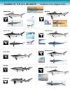 Shark Identification Chart - U.S. Atlantic