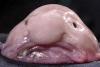 If I ever see a blobfish underwater, I’m going to punch it in the face for being so ugly.