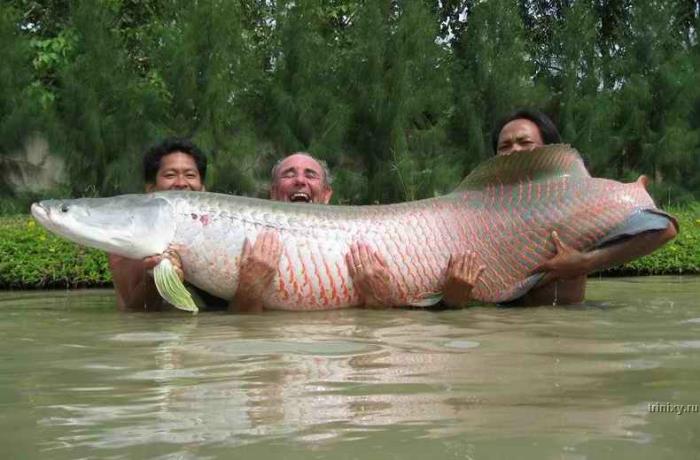 Paiche Large Fish In Amazon River Basin
