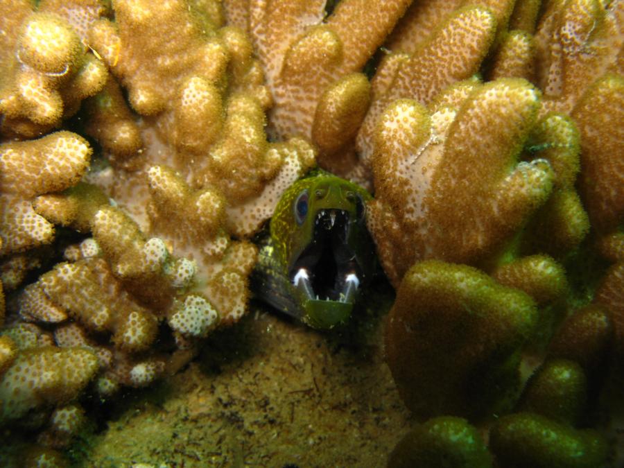 Green moray eel, Oman
