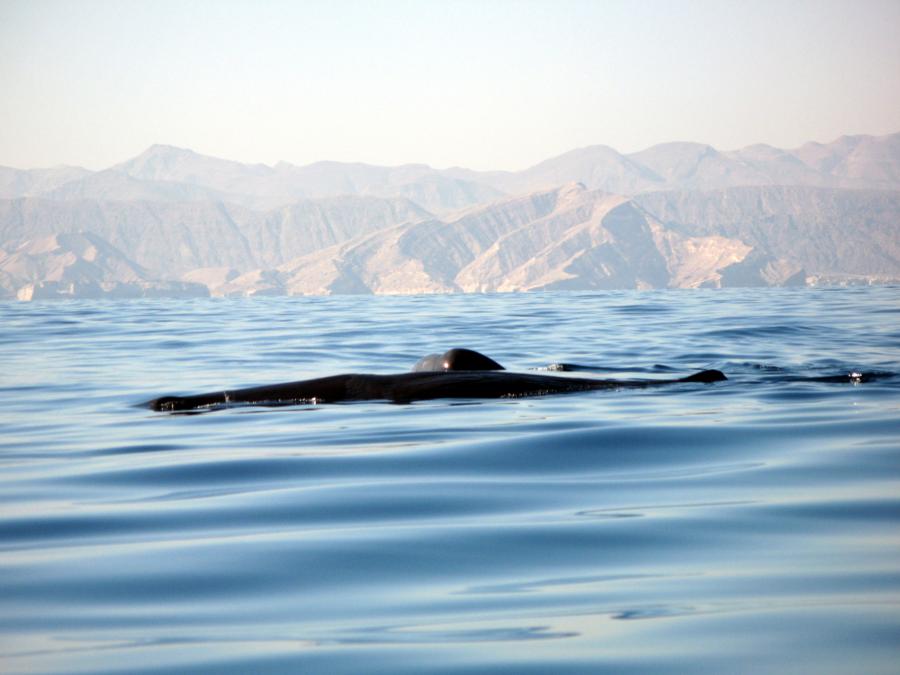 Sperm Whale, Oman