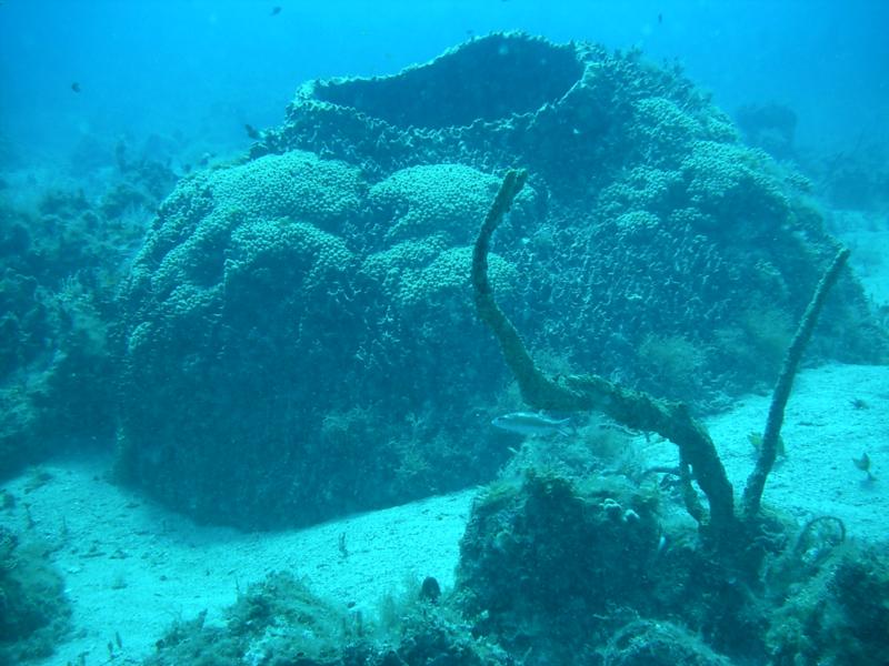 Great Sponge,, Runaway Bay Jamaica