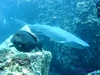 White Tip Reef Shark, Costa Rica