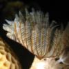 8-Indian tube worm.