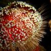 35-Motley sea urchin.