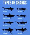 Shark Identification Chart - U.S. Atlantic