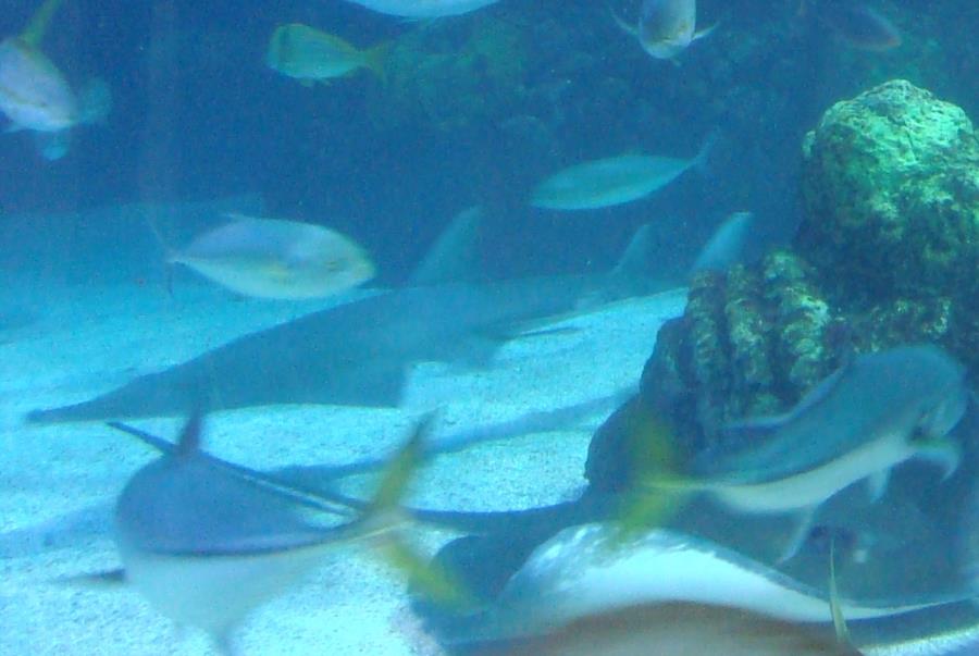 Shovelnose & Ray at the Denver Aquarium