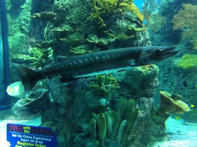 Barracuda at the Denver Aquarium