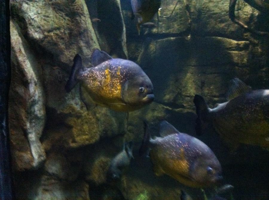 Piranha at Denver Aquarium