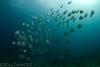 Atlantic Spadefish, Sanctuary Reef
