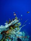 Shark Reef, Ras Mohammad, Eygpt