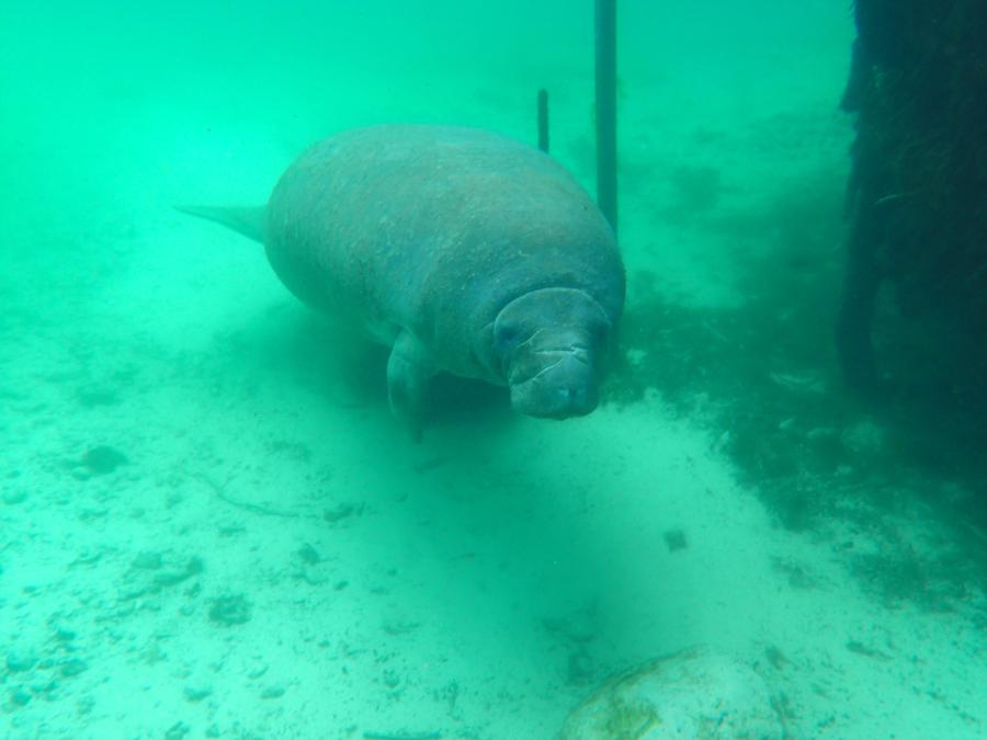Manatee at the entrance of Three Sisters Springs
