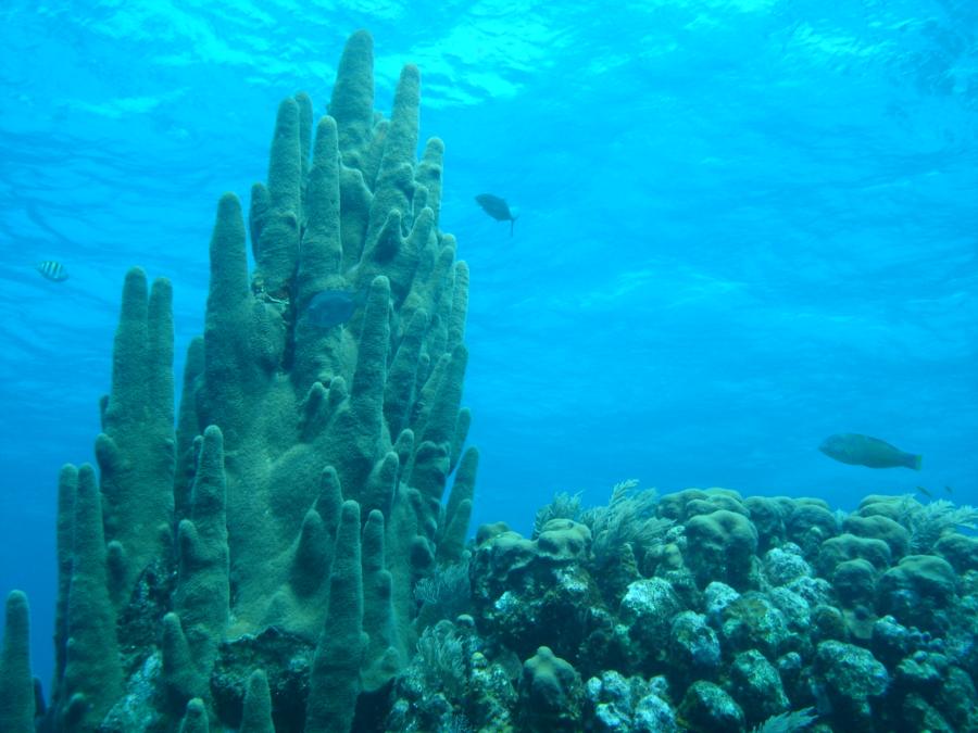 Roatan 20 foot Coral head