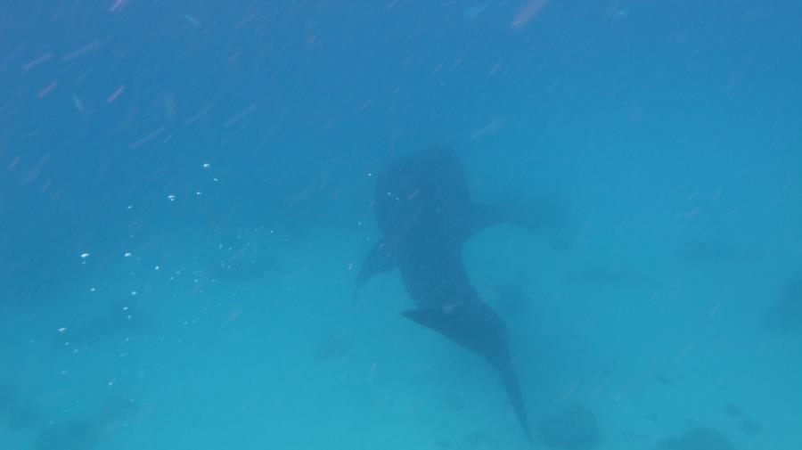 Whale Shark at Oslob