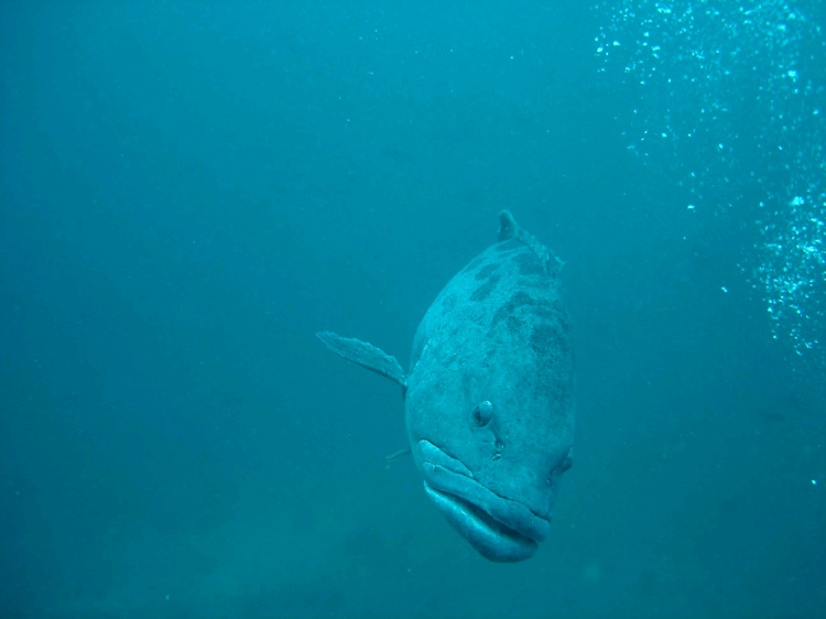 Friendly patato bass - Tofo Mozambique