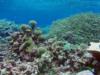 Corals at Tortugonias reef