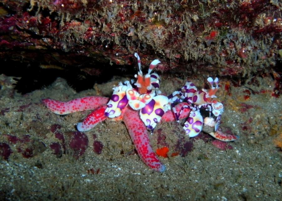 Harlequin shrimp dining on sea star