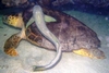 4` turtle