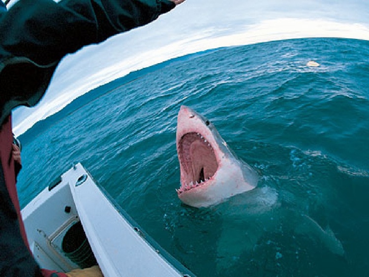 Open wide! Taken at Shark Dive, `05! Farralon Is. CA