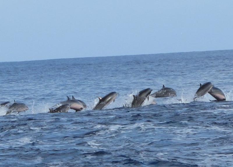 Dolphins off bow of Dive Me in Fiji