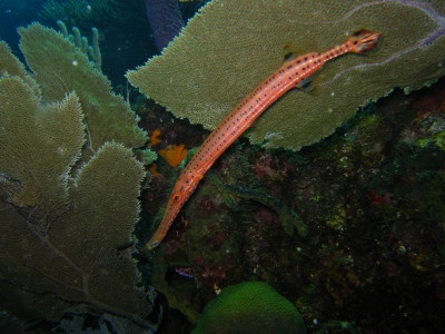 Trumpet fish