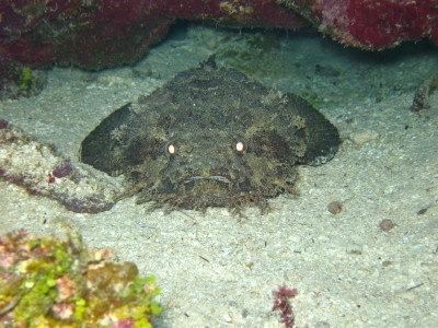 Toad Fish