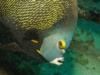 French Angelfish Cayman Isl. Oct.09 by Valentina