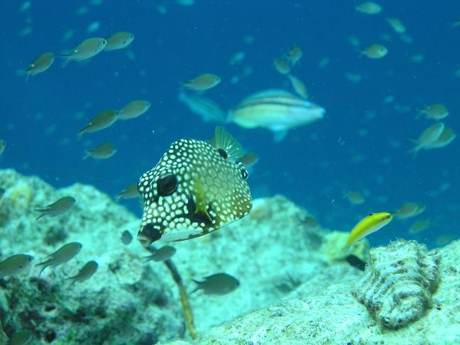 Honeycomb Boxfish - Bonaire