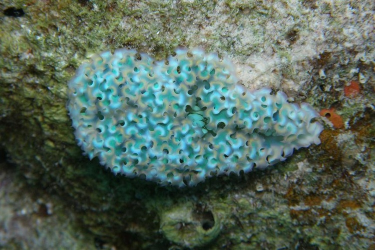 Lettuce Sea Slug - Bonaire