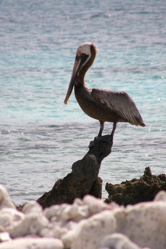 Pelican - Bonaire