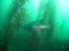 Channel Islands Anacapa Giant Sea Bass