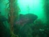 Giant Sea Bass Again