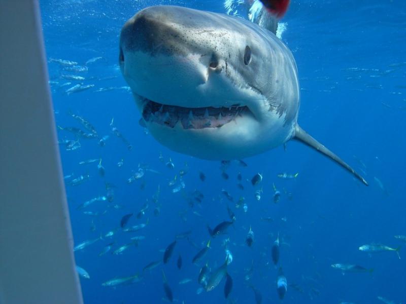 Hi!  I’m Smiley.  Let’s do lunch! Guadalupe 10-2008