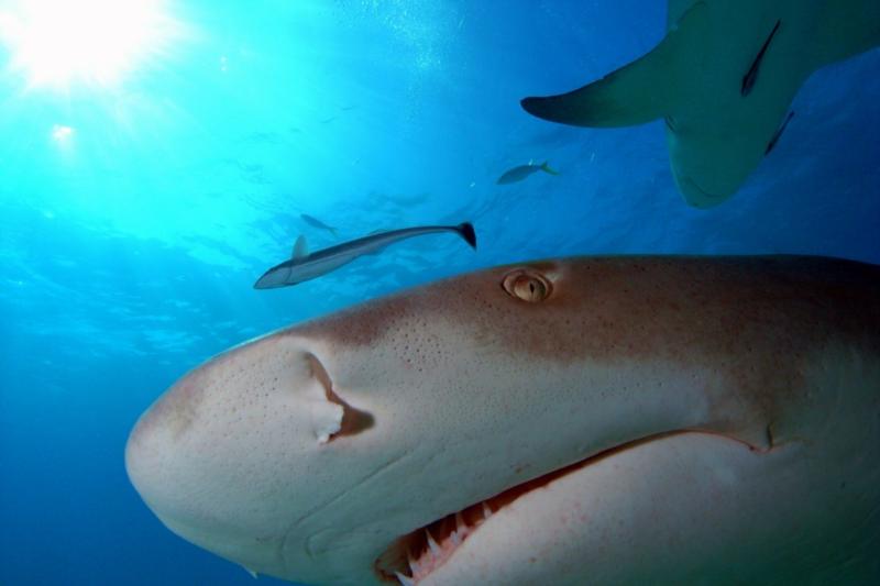 Up close with a Lemon shark, Bahamas Feb 2010