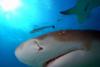 Up close with a Lemon shark, Bahamas Feb 2010