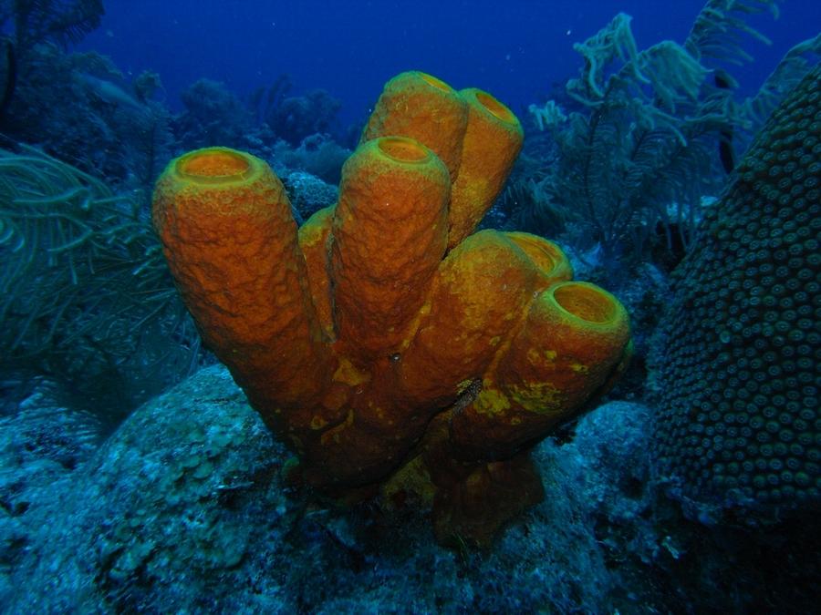 Big tube sponges