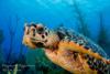 Sea Turtle - Cayman Islands