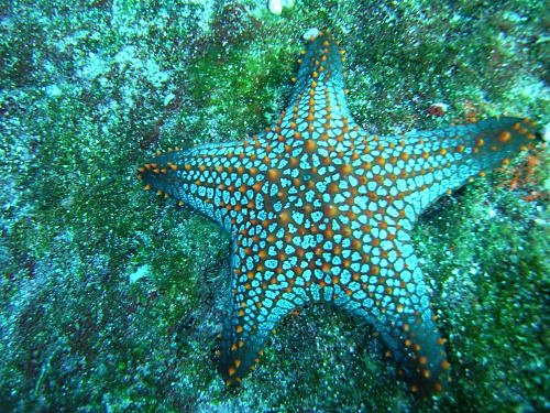 Starfish, Galapagos Islands