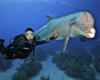 Diving with Dolphin in Grand Bahamas