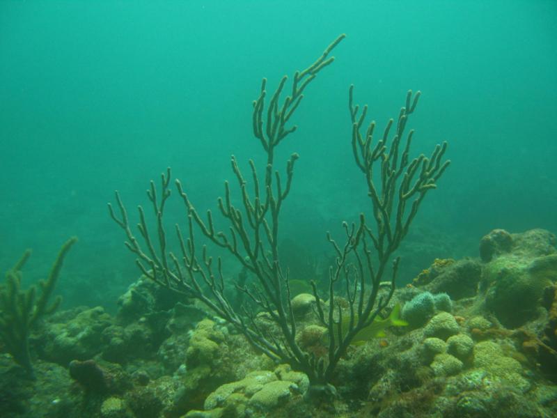 Sea Rod, Baracuda reef 6/6/9
