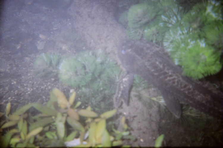 Fishy in Comal River